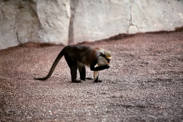 Apa på sanden på zoo — Stockfoto