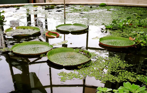 Giant water lily and lotus leaves many