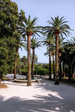 Parktaki palmiye ağaçları