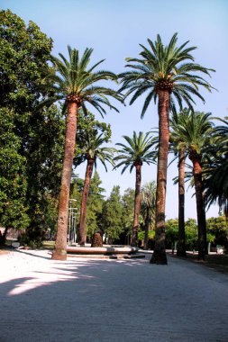 Parktaki palmiye ağaçları