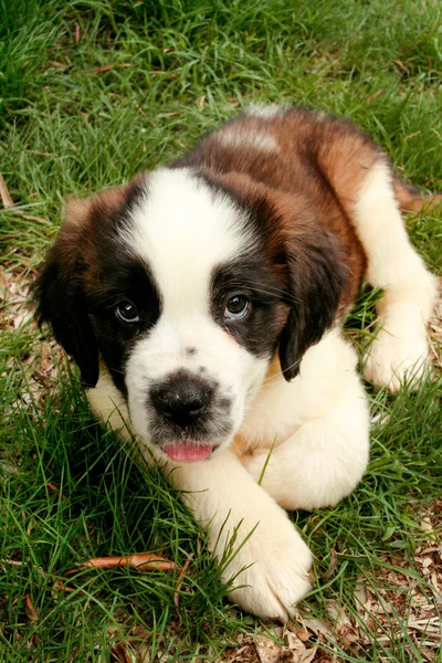 St Bernard malé štěňátko v trávě — Stock fotografie