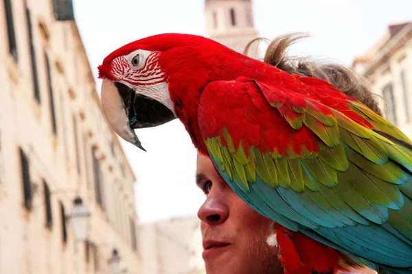 Prachtige tropische vogels papegaai — Stockfoto