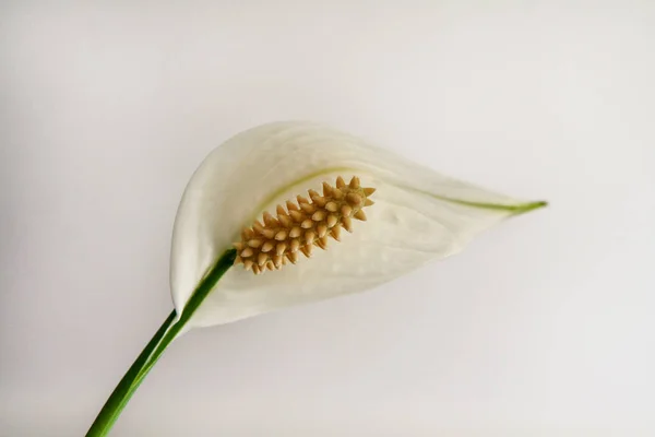 White flower Calla lily on white background