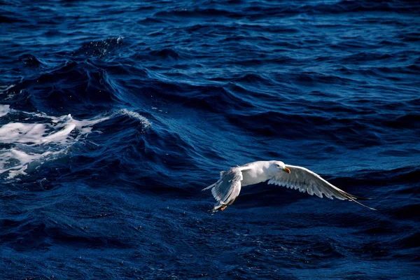 Oiseau de mouette survolant la mer — Photo