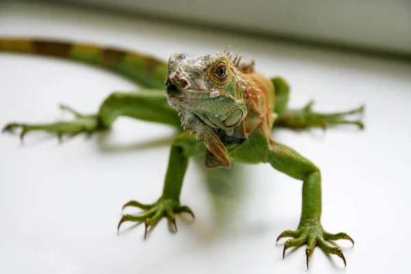 Green iguana gady portret, bliska — Zdjęcie stockowe
