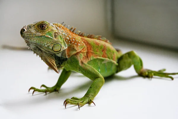 Green iguana gady portret, bliska — Zdjęcie stockowe