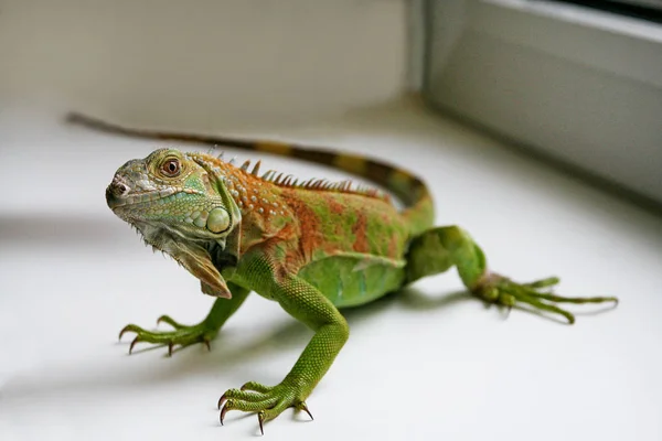 Green iguana gady portret, bliska — Zdjęcie stockowe