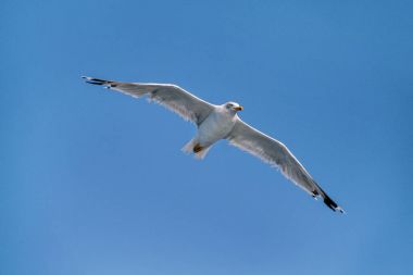 Denizin üzerinde gökyüzünde uçan kuş martı