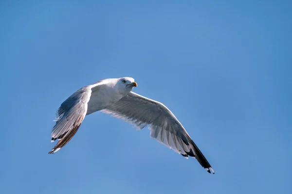 Möwe fliegt am Himmel über dem Meer — Stockfoto