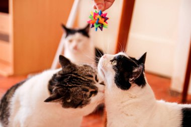 Renkli oyuncak sevimli ev cats ile oynamak için. Oyuncak kediler için.