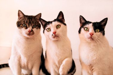 Tatlı üç kedi kamera için poz kapat