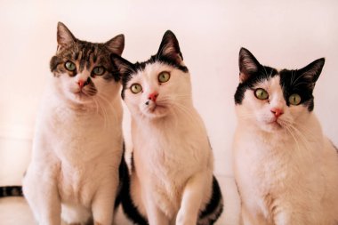 Tatlı üç kedi kamera için poz kapat