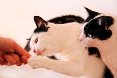 Evde kedi kedi muamele etmek, yiyor