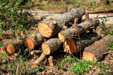 Ormanda yere kazıklı ağaçların gövdeleri