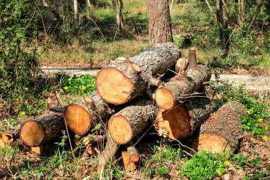 Ormanda yere kazıklı ağaçların gövdeleri