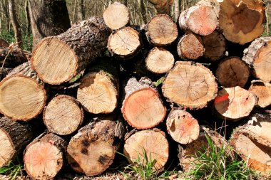 Ormanda yere kazıklı ağaçların gövdeleri