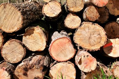 Ormanda yere kazıklı ağaçların gövdeleri