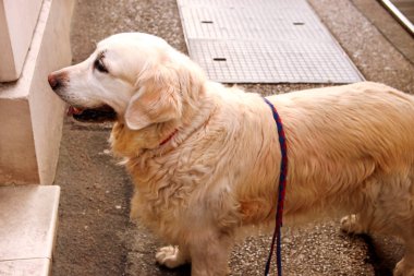 Sokakta köpek Golden retriever
