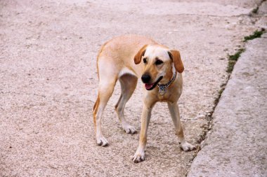Güzel köpek sahibi sokakta bekliyor