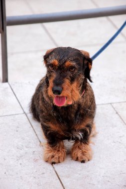 Terrier köpekleri sokakta açık