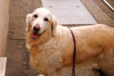 Sokakta köpek Golden retriever