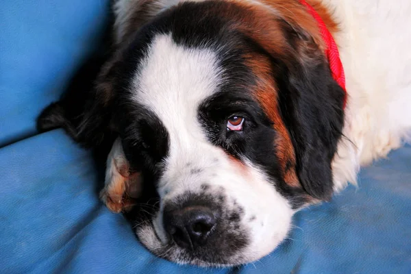 San Bernardo perro disfruta de dormir en la cama — Foto de Stock