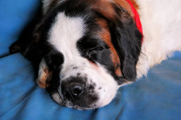 Saint Bernard köpek yatakta uyuyan sahiptir