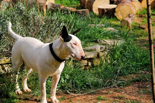 Bullterrier, kertben, fehér kutya játék — Stock Fotó
