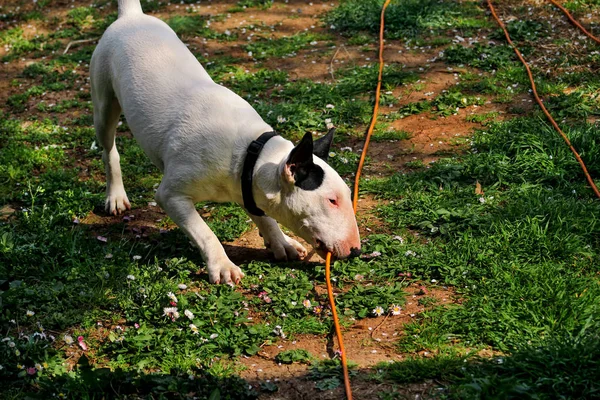 Bull Terrier in giardino, il cane bianco sta giocando — Foto Stock