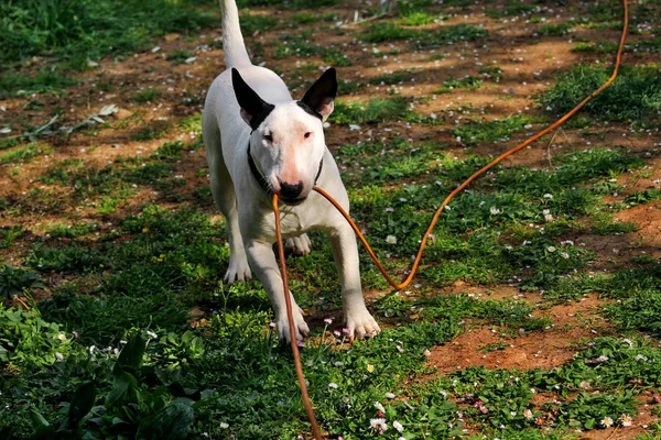 Bull Terrier en el jardín, perro blanco está jugando — Foto de Stock