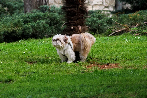 Chinese dog shih tzu outdoors in a park