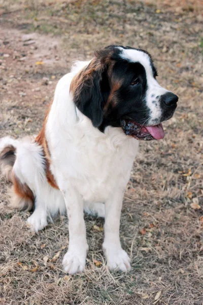 Perro San Bernardo en jardín — Foto de Stock