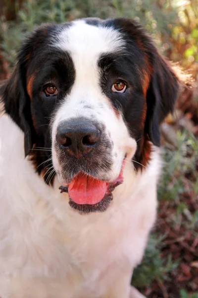 Chien Saint Bernard dans le jardin — Photo