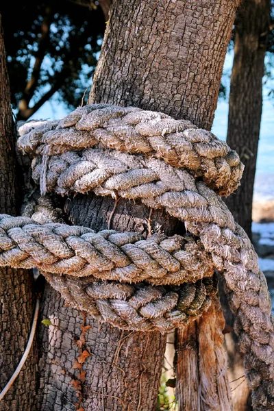Een geknoopt touw in een grote boom. Macro klimmen Wit touw gebonden aan een grote boom. Touw rond boomstam, touw met een knoop rond boom. Mooie natuurlijke omgeving en zee achtergrond, vakantie, zonnige dag. — Stockfoto