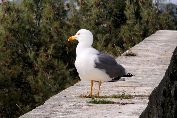Meeuw rustend op dok. Seagull staande op een stenen muur en rust met dennenbossen is een prachtige natuurlijke omgeving op de achtergrond. Seagull close shot en poseren van de camera. — Stockfoto