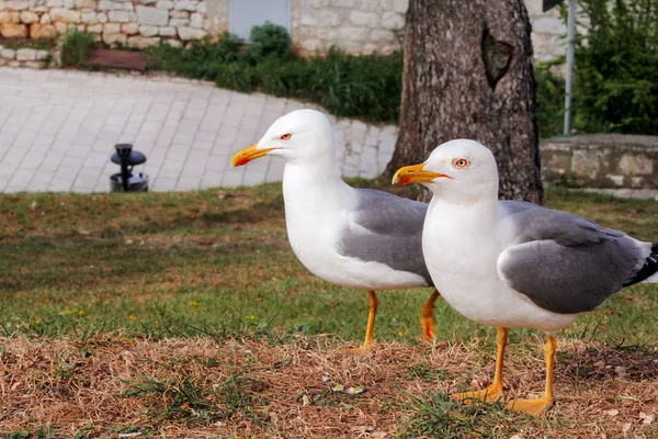 Paar van meeuwen. Witte vogels meeuwen permanent op het gras en rust met een prachtige natuurlijke omgeving op de achtergrond. Meeuwen sluiten schot en poseren voor de camera. — Stockfoto