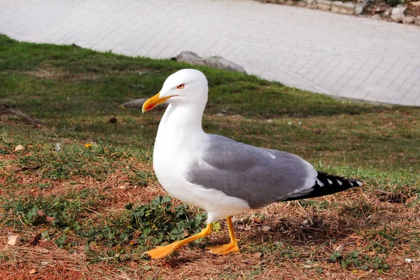 Gaviota descansando en el muelle. Gaviota de pie sobre la hierba y descansar con un hermoso entorno natural en el fondo. Gaviota tiro de cerca y posando de la cámara . — Foto de Stock