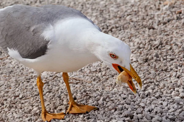 La mouette mange un morceau de pain. Mouette sur la plage bord de mer traîné un morceau de petits pains du sac de nourriture avec les vacanciers. Mouette plan rapproché et pose de la caméra . — Photo