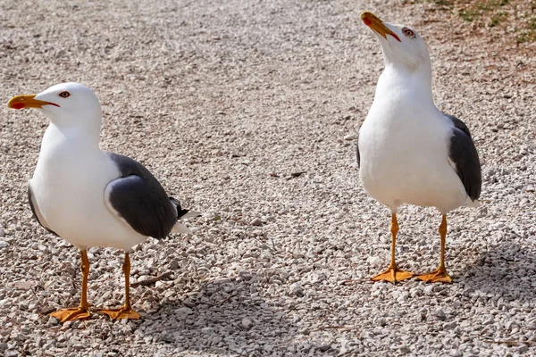 Duas gaivotas. Pássaros brancos na praia, de pé e descansar. Gaivotas perto tiro e posando da câmera . — Fotografia de Stock