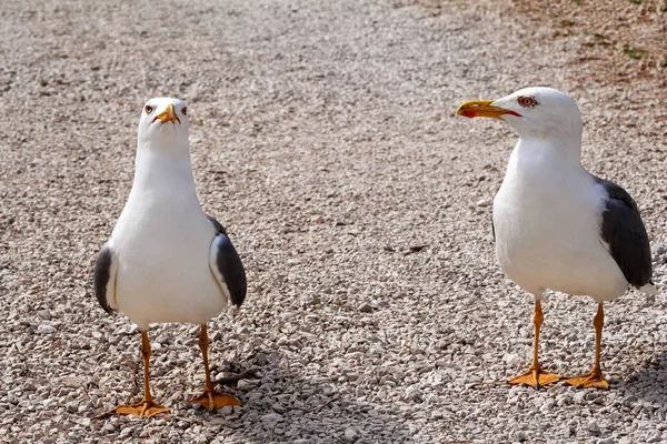 Un paio di gabbiani. Uccelli bianchi sulla spiaggia, in piedi e riposo. Gabbiani vicino girato e posa della macchina fotografica . — Foto Stock