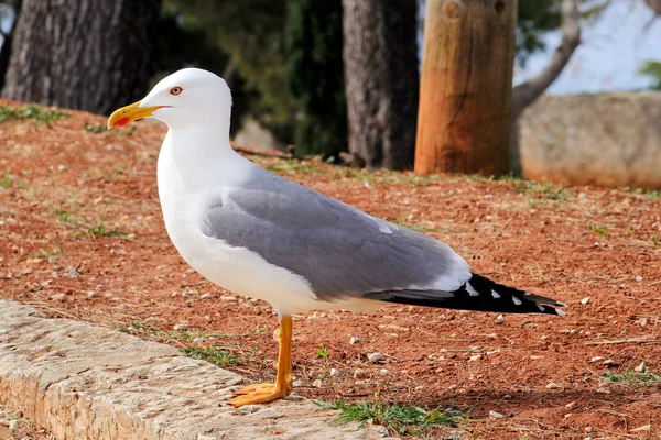 Fiskmås vilar på docka. Seagull stående på gräset och resten med en naturskön miljö i bakgrunden. Seagull nära skott och poserar för kameran. — Stockfoto