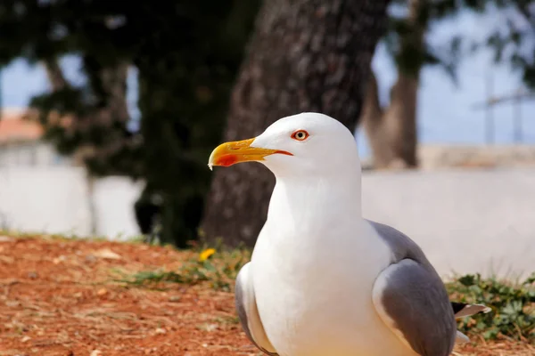 Möwe Nahaufnahme und ruht auf Dock. Möwe steht auf dem Gras und ruhen mit einer schönen natürlichen Umgebung im Hintergrund. Möwe Nahaufnahme und Posen der Kamera. — Stockfoto