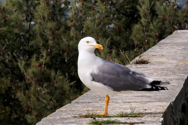Seagull sluit schot en rusten op dok. Seagull staande op een stenen muur en de rest met dennenbos is een prachtige natuurlijke omgeving op de achtergrond. Seagull sluiten schot en poseren voor de camera. — Stockfoto
