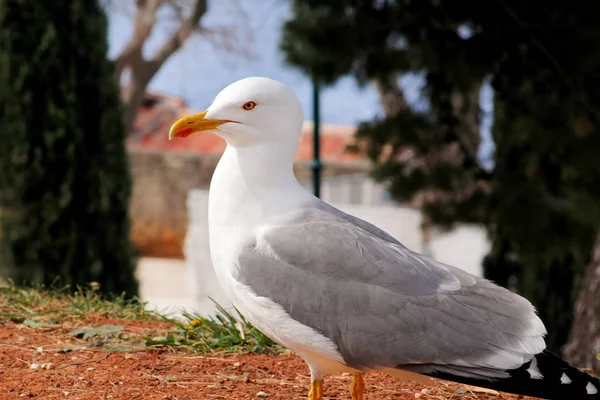 Seagull sluit schot en rusten op dok. Seagull staande op het gras en de rest met een prachtige natuurlijke omgeving op de achtergrond. Seagull sluiten schot en poseren voor de camera. — Stockfoto