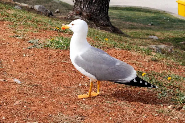 Seagull sluit schot en rusten op dok. Seagull staande op het gras en de rest met een prachtige natuurlijke omgeving op de achtergrond. Seagull sluiten schot en poseren voor de camera. — Stockfoto