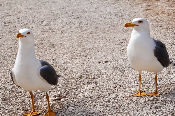 Couple of seagulls. Seagull couple. White birds seagulls standing on the grass and rest with a beautiful natural environment in the background. Seagulls close shot and posing of the camera. — Stock Photo, Image