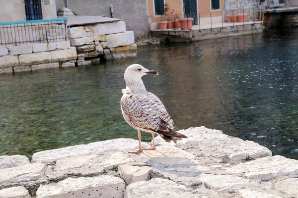 Fiatal sirály pihen a dokk. Fiatal sirály ült és tengeri kőfal állt. Fiatalkori sirály. Fiatal tengeri madár. Barna sirály a parton, az épületek és a tenger a háttérben. — Stock Fotó