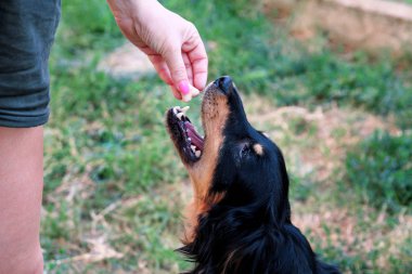 Sahibi köpeği beslemek. Bahçede köpek besleme sahibi el. Karışık doğurmak köpek ile bir bahçe dışında kadın onların mülkiyet. Evcil Hayvan, köpek kadınla insanlarla. Sevimli köpek, evde beslenen hayvan kavramı.