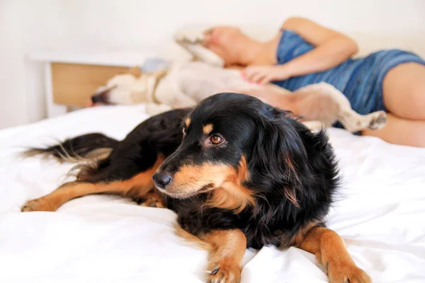 Žena s její psy doma, a proto i v ložnici. Krásná mladá dívka hraje v posteli se svými psy. Žlutý labrador retrívr vlezl do a smíšené plemeno psů je hravý v posteli s paničkou. — Stock fotografie