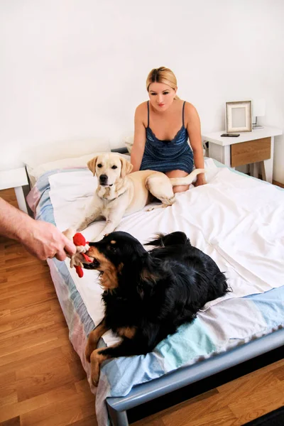 Une femme avec ses chiens à la maison, se relaxant dans la chambre. Jeune belle fille joue au lit avec ses chiens. Jaune labrador retriever grimpé dans et chiens de race mixte est ludique au lit avec son propriétaire . — Photo